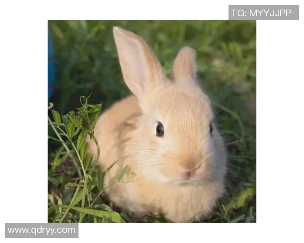 足球明星兔子形象大汇集可爱萌趣图片欣赏与分享